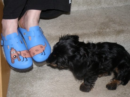 barking shoes barking shoes shoes barking shoes barking shoes shoes